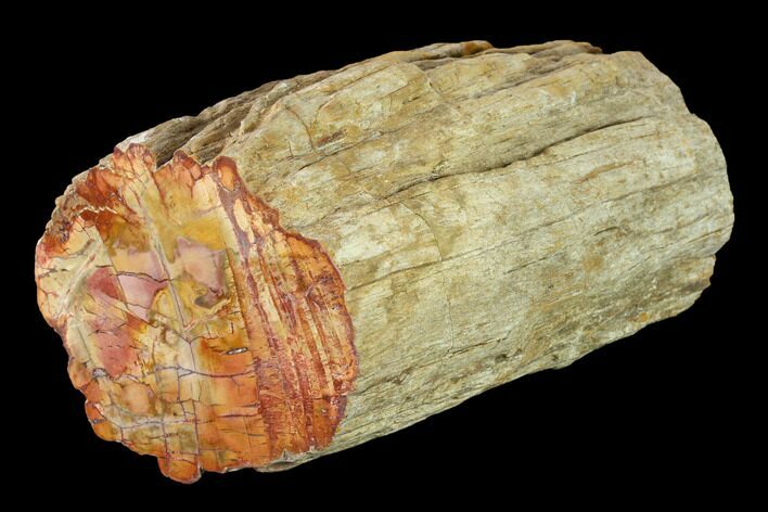 Long Petrified Wood (Araucaria) Limb - Madagascar #167230